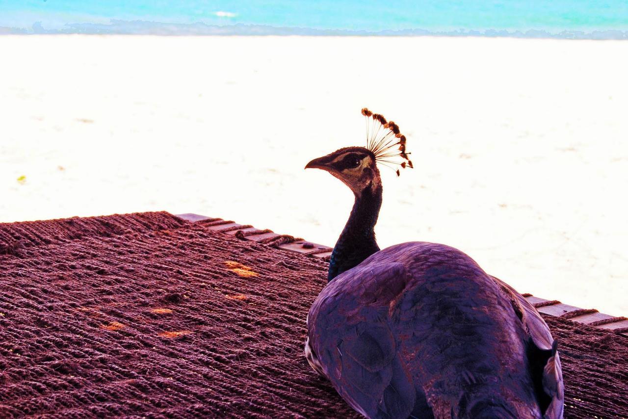 Khomba Beach House Alankuda ภายนอก รูปภาพ